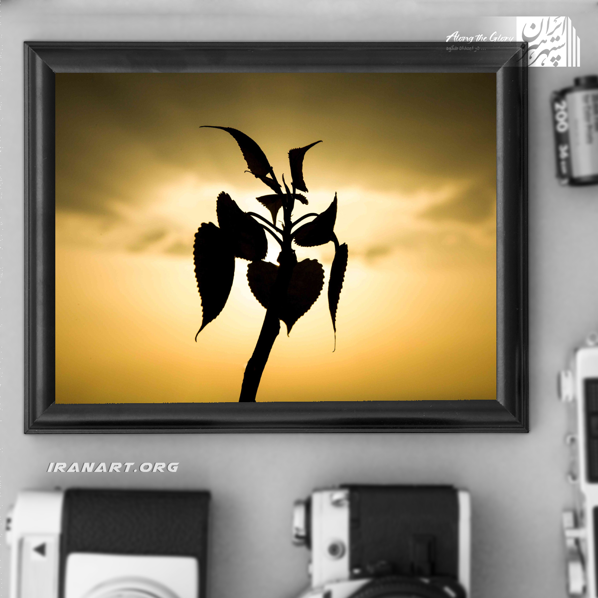 رویش-مجموعه-عکسهای-انتزاعی-در-طبیعت1 رویش مجموعه عکسهای انتزاعی در طبیعت - Image 1