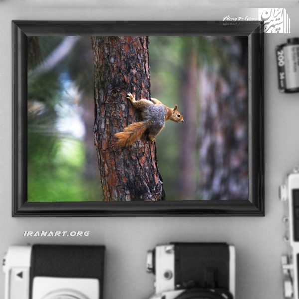 زیست بوم ایران سلاطین وحش سنجاب قرمز