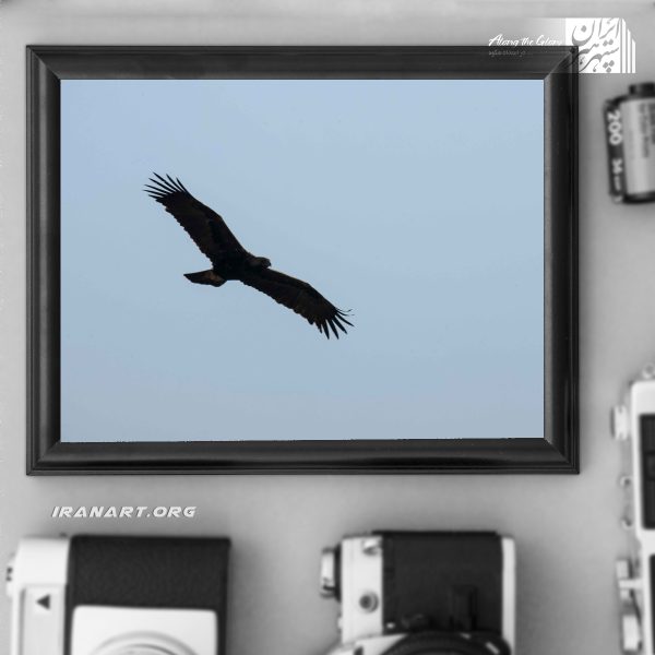 زیست بوم ایران سلاطین وحش شبح آسمان