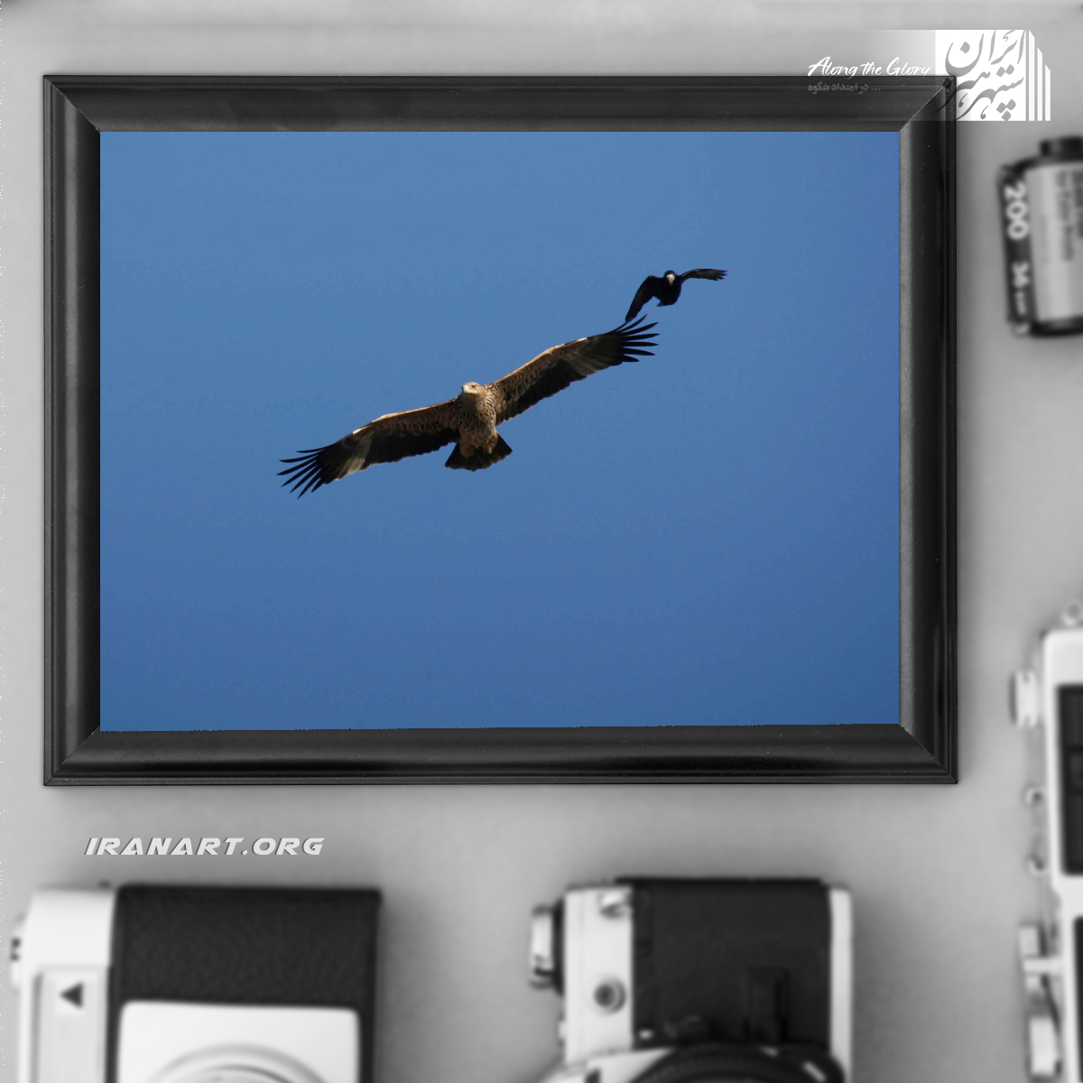 زیست-بوم-ایران-سلاطین-وحش-عقاب-شاهی زیست بوم ایران سلاطین وحش عقاب شاهی - Image 1