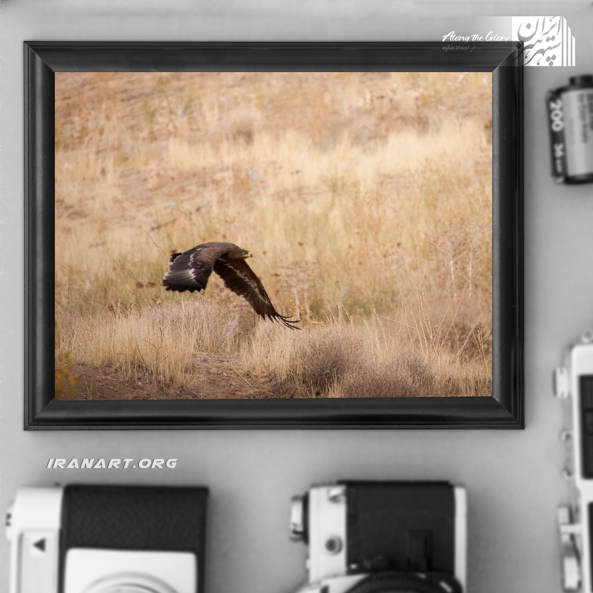 زیست-بوم-ایران-سلاطین-وحش-عقاب-طلایی زیست بوم ایران سلاطین وحش عقاب طلایی - Image 1