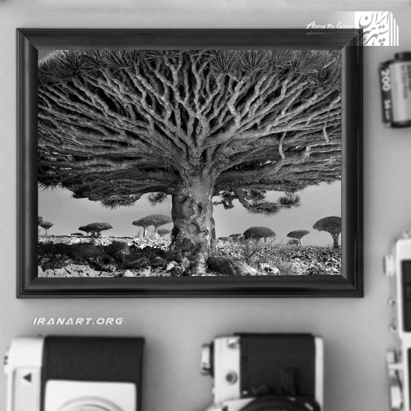 قطعه عکس درخت خون اژدها