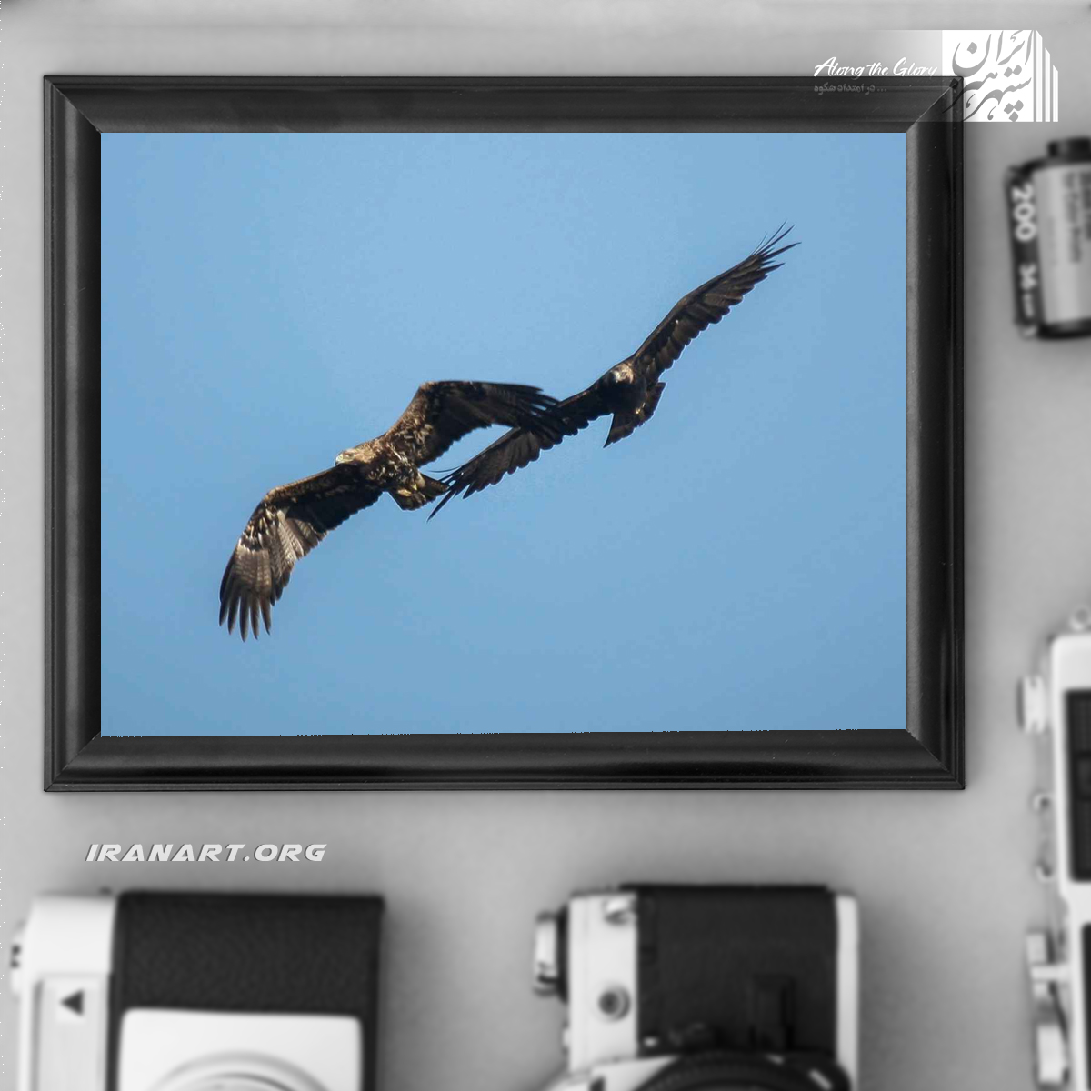 قطعه-عکس-زیست-بوم-ایران،-سلاطین-وحش قطعه عکس زیست بوم ایران، سلاطین وحش - Image 1