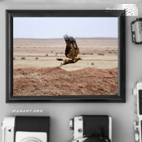 قطعه عکس زیست بوم ایران، عقاب طلایی