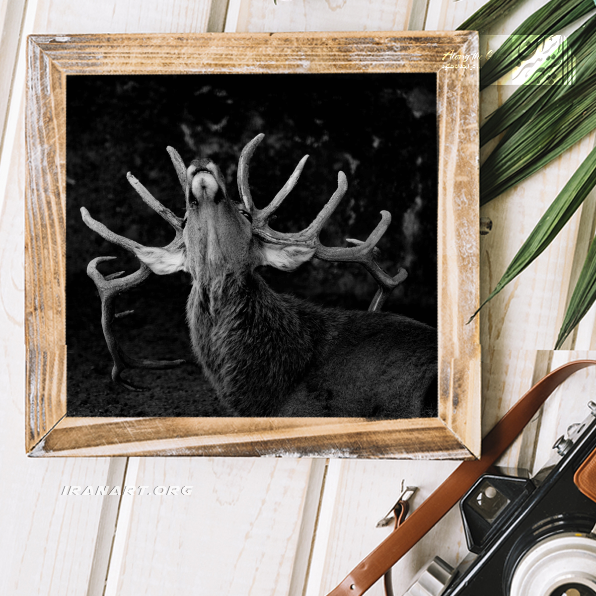 قطعه-عکس-سیاه-و-سفید-زیست-بوم-ایران،-گوزن-ایرانی قطعه عکس سیاه و سفید زیست بوم ایران، گوزن ایرانی - Image 1