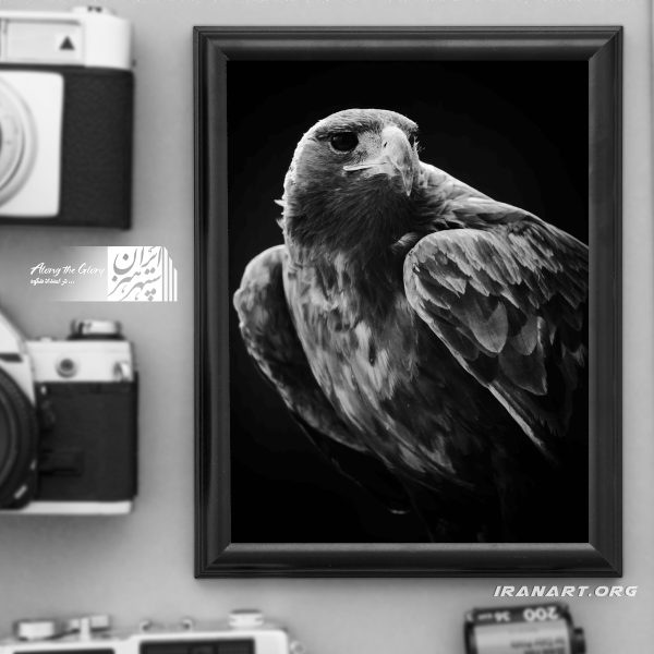 قطعه عکس سیاه و سفید، زیست بوم ایران، نیم رخ عقاب طلایی