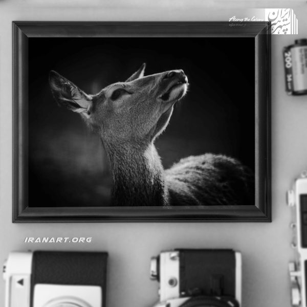 قطعه عکس سیاه و سفید، زیست بوم ایران، گوزن ایرانی ماده