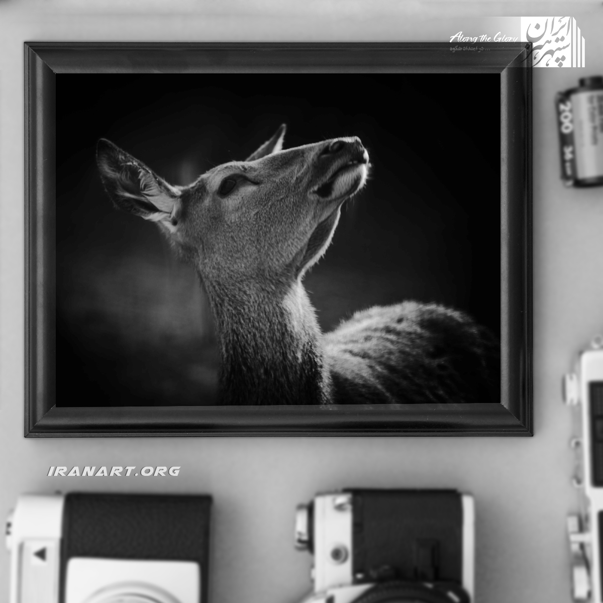 قطعه-عکس-سیاه-و-سفید،-زیست-بوم-ایران،-گوزن-ایرانی-ماده قطعه عکس سیاه و سفید، زیست بوم ایران، گوزن ایرانی ماده - Image 1