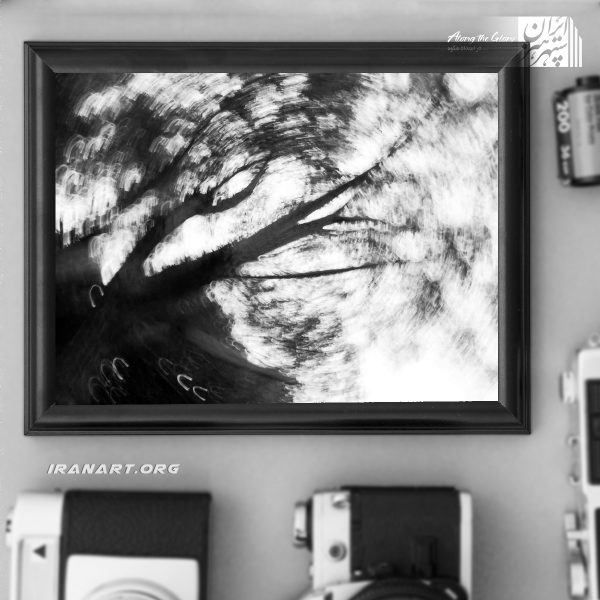 قطعه عکس سیاه و سفید، عکاسی امپرسیونیسم،جنگل دوار