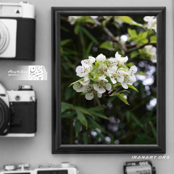 قطعه عکس طبیعت زیبای ایران شکوفه بهاری