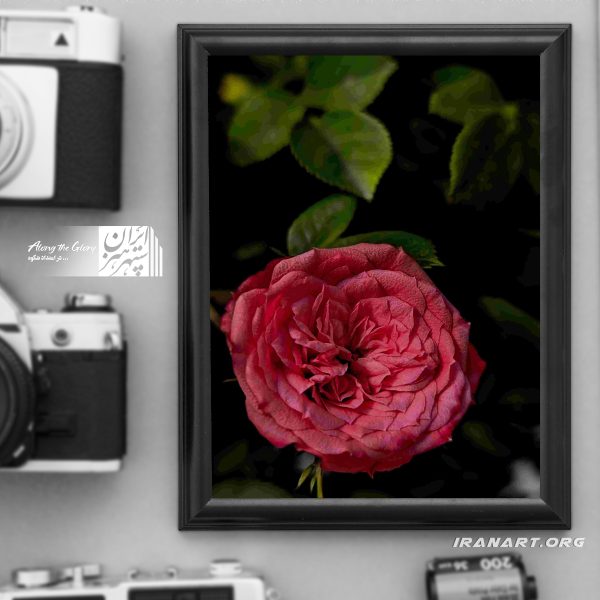 قطعه عکس گل رز