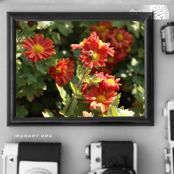 قطعه عکس گل زیبا