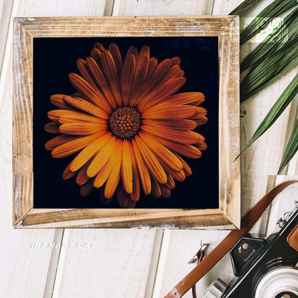 قطعه عکس گل همیشه بهار