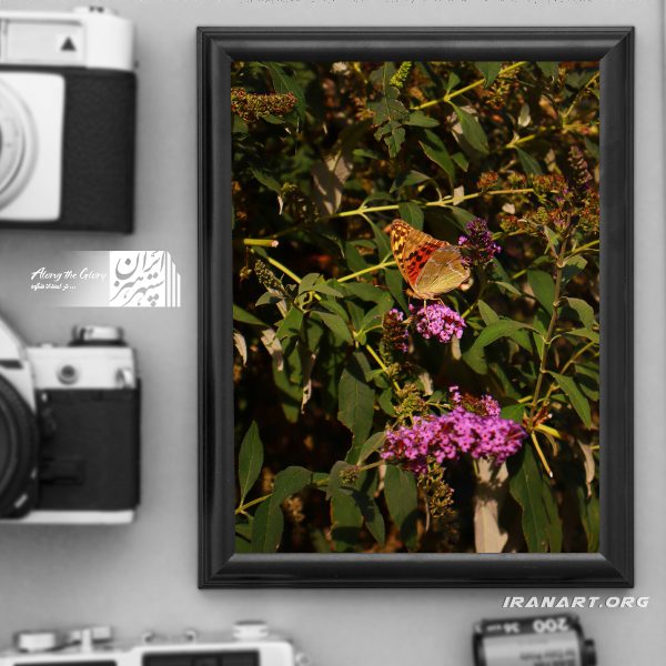 قطعه عکس پروانه، نغمه بال‌ها روی گل ها